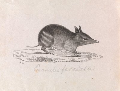 Western Barred Bandicoot, Perameles bougainville by Gerard Krefft